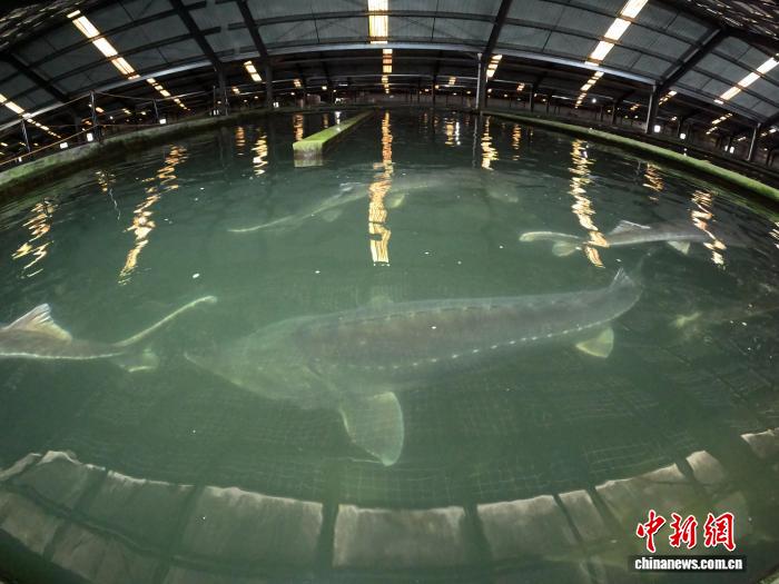 千湖潮涌 湖北特色淡水产品经济与“千湖科技”的破局之路